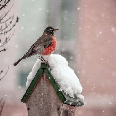 Les oiseaux