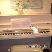 sourisblanche00
