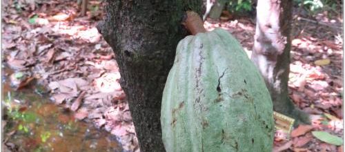  LE  CACAOYER