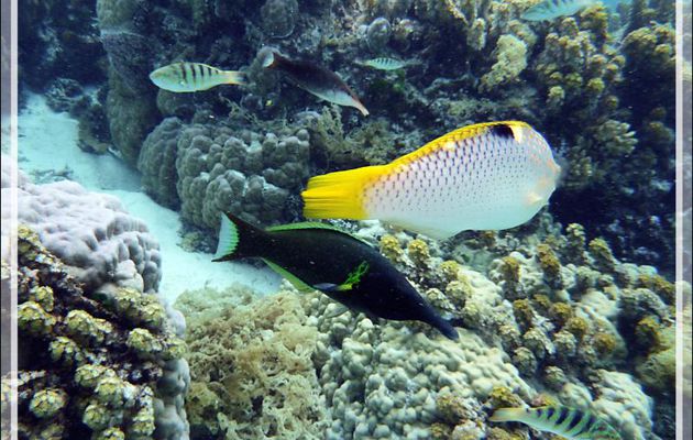Des labres encore des labres... - Jardin de corail - Motu Tautau - Taha'a - Polynésie française
