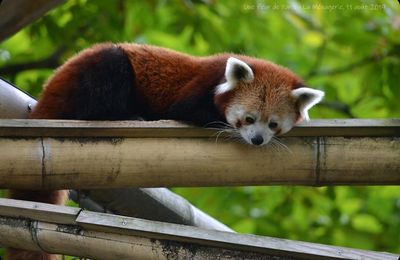 La Ménagerie, Zoo du Jardin des Plantes : Maya et Taj Min couple de pandas roux