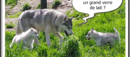 Mentir, c'est... lait ! (1er avril 2014)