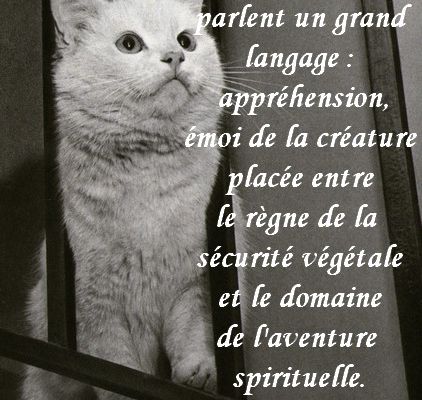 Citations en images : Les yeux de l'animal