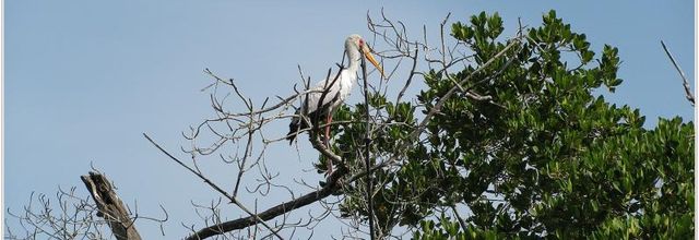 CASAMANCE No 2 a suivre
