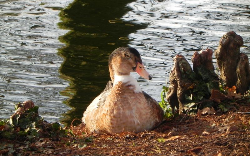 le canard et ...