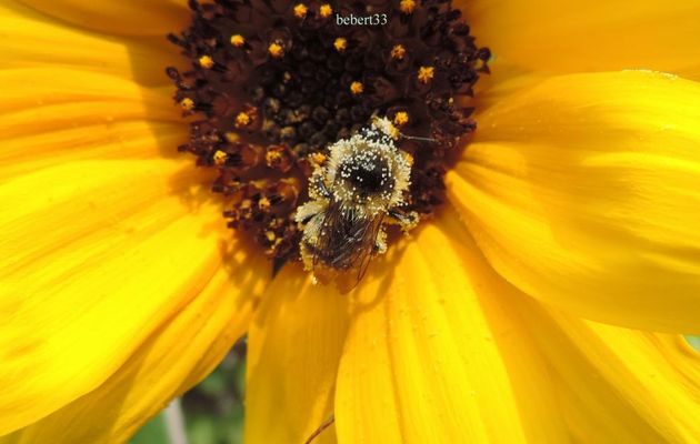 une gourmande sur une fleur