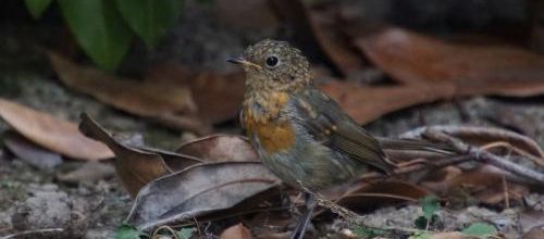 Ce week end on compte nos piafs !