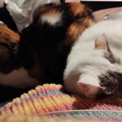 EB - Des nouvelles de Milune et Ecureuille - décembre 2025...