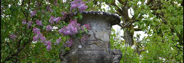 Rambouillet : Le lilas