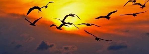 Migration