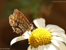 Brun du pélargonium (Cacyreus marshalli) - Lycaenidae