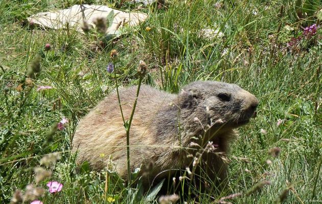 des marmottes à Allos