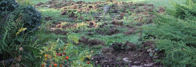 Jardin sangliers...