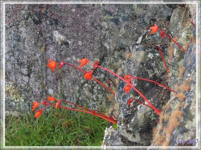 Quelques fleurs sauvages ou cultivées - Machu Picchu - Pérou