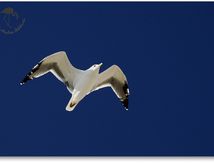 Goéland leucophée - Larus michahellis