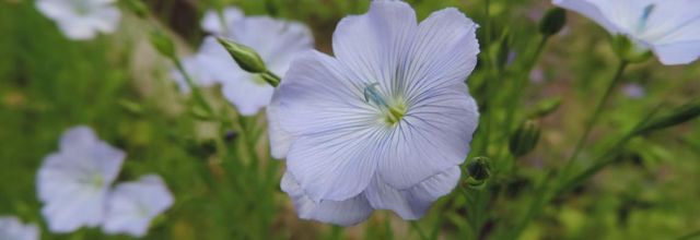 bébètes sur fleur de lin 