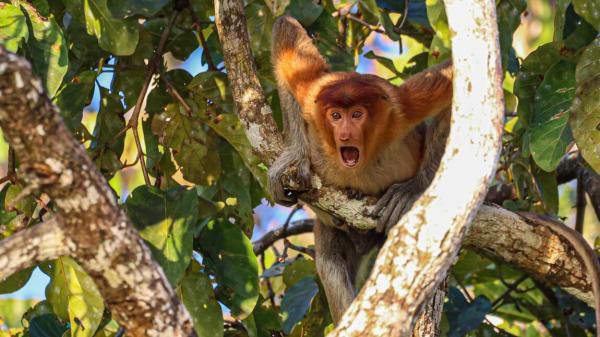 Des photos hilarantes d'animaux (1)