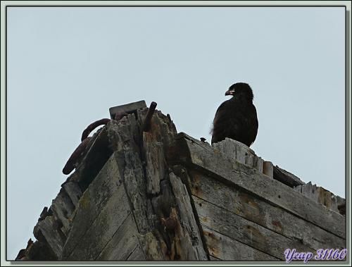 La vigie du Protector III (Caracara) - Coffins Harbour - New Island - Falkland Islands, Iles Malouines, Islas Malvinas