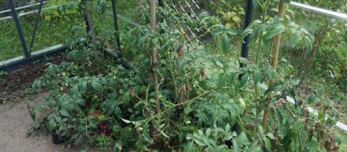 des tomates à ma façon