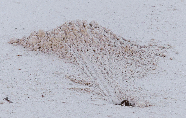 Animation gif : Ocypode ou Crabe fantôme ou "Loulou grangalo" (Ocypode ceratophtalma) en plein  travail - Bird Island - Seychelles