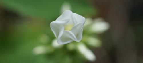 phlox rembrandt