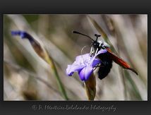 Zygène de la lavande (Zygaena lavandulae) - zygaenidae