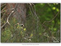 Pic épeiche peu coopératif