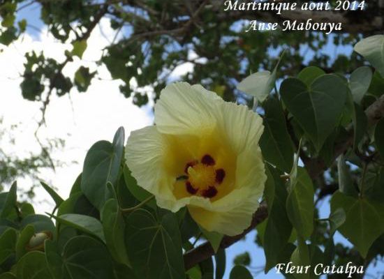 Balade : Martinique aout 2014 :  Fleurs
