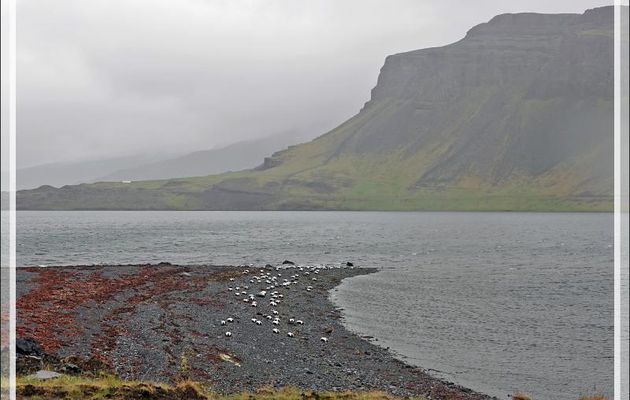 08/06/2023 : la découverte du fjord Hvalfjordur se poursuit sous une pluie battante, paysage quasi inexistant car nous baignons dans la brume - Islande