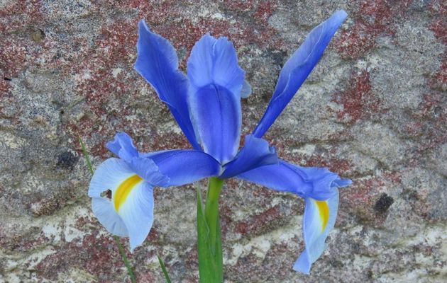 nos fleurs du jardin -1