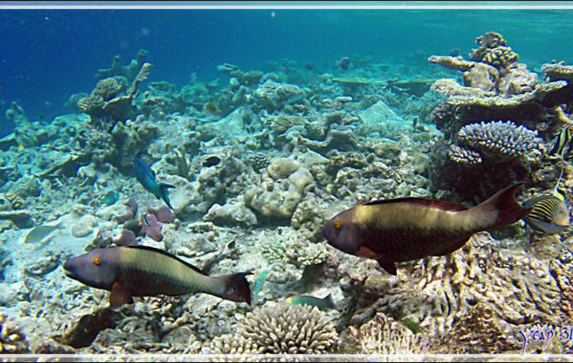 Poisson-perroquet brun à tête et caudale violet foncé indéterminé - Athuruga - Atoll d'Ari - Maldives