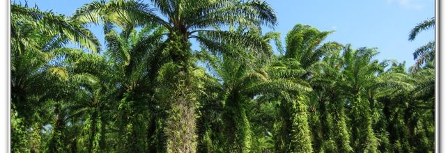 LES PLANTATIONS MALGACHES