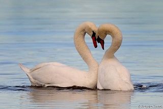 Un cygne ... 