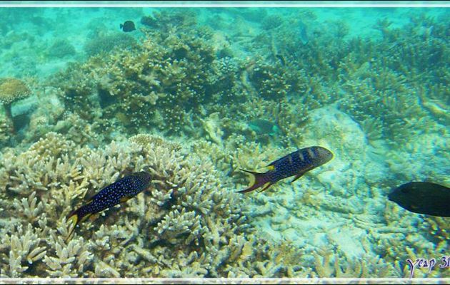 Mérou croissant de lune ou Loche-caméléon ou Croissant queue jaune, Yellow-edged lyretail (Variola louti) - Snorkeling à Thudufushi - Atoll d'Ari - Maldives