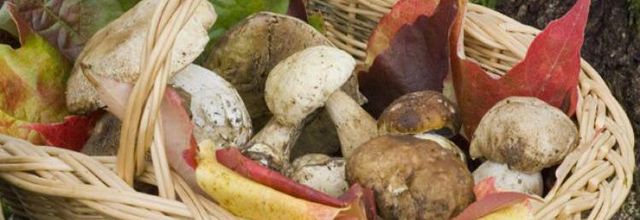 Les champignons : apprendre à les reconnaître, les cueillir, les cuisiner