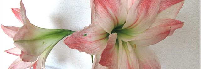 LES PREMIERES FLEURS 2025