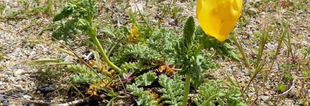 Glaucium flavum  -  glaucière jaune - pavot cornu