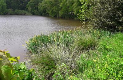   chemins buissonniers  pêle -mêle 
