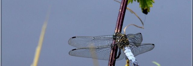 Photo de l'été 3 - la libellule (Orthetrum cancellatum, orthétrum réticulé)