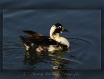 Canard hybride...