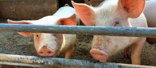 Déclaration des Droits des Animaux 