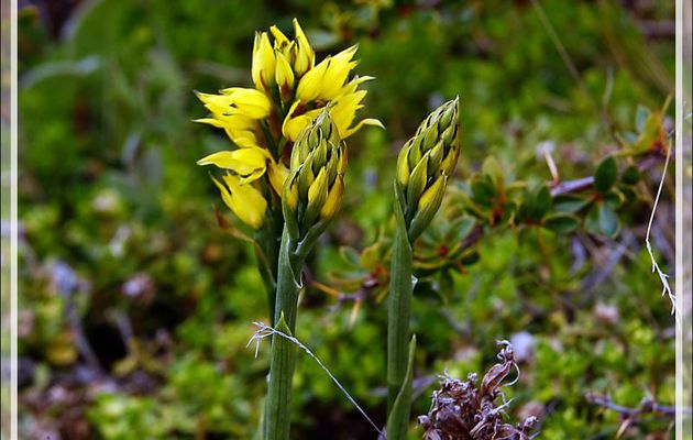 Orchidée jaune (Gavilea Lutea ??) prête à éclore - Peninsula de Magallanes - Patagonie - Argentine