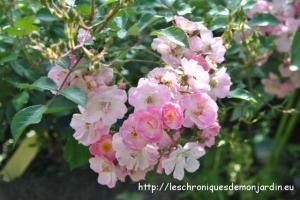 Wish List de rosiers