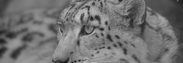 Ménagerie du Jardin des Plantes : Esha et Makalu