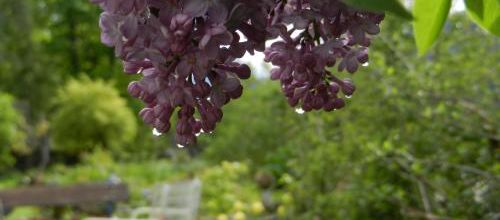 Les lilas