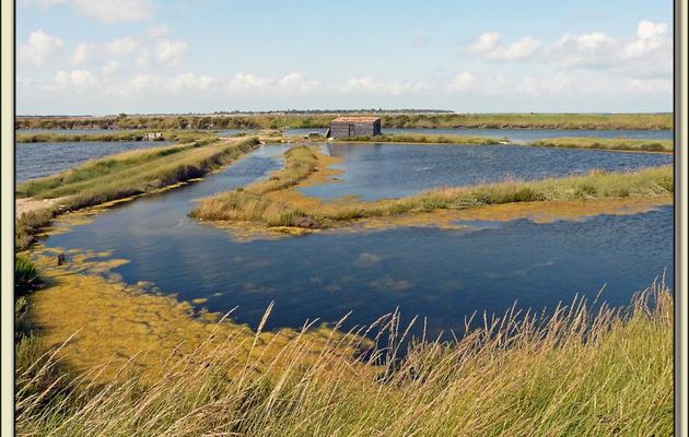 Accent (circonflexe) sur les marais - Ars-en-Ré - Ile de Ré - 17