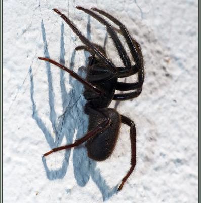 Araignée Ségestrie florentine (Segestria florentina) - La Couarde-sur-Mer - Île de Ré - 17