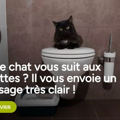 Votre chat vous suit aux toilettes