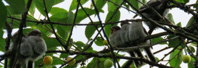 la chouette effraie à Blaye