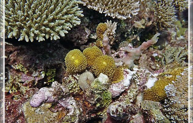 Corail mou sulfureux,  (Sulphur leather coral (Rhytisma fulvum) - Petit Castor - Tsarabanjina - Mitsio - Madagascar